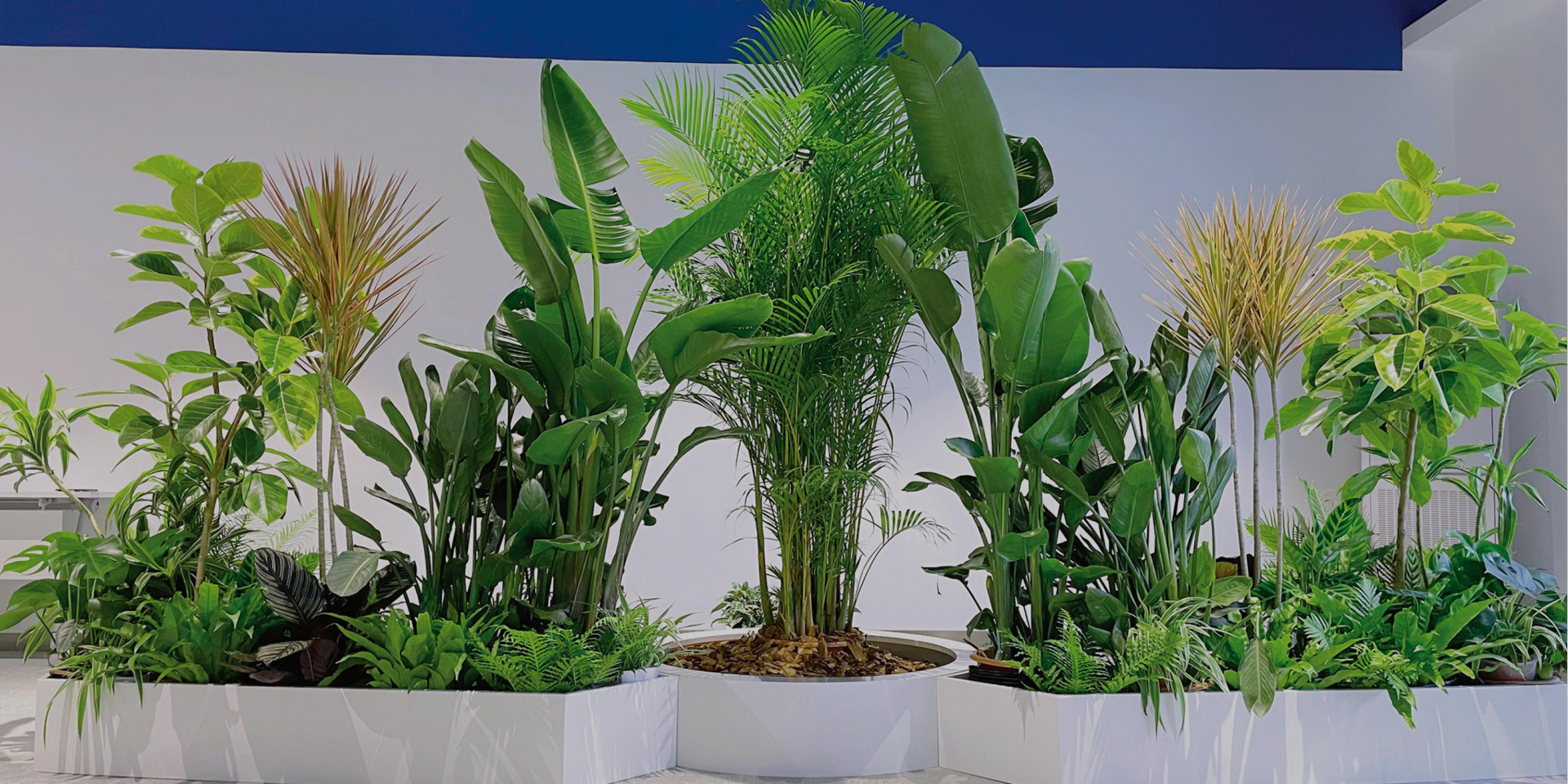 �����ϸ���ֲ�